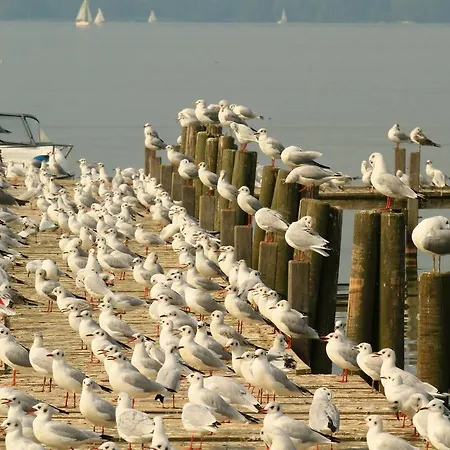 Luerssen Direkt Am Steinhuder * Steinhude